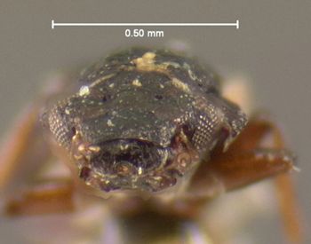Media type: image;   Entomology 3125 Aspect: head frontal view